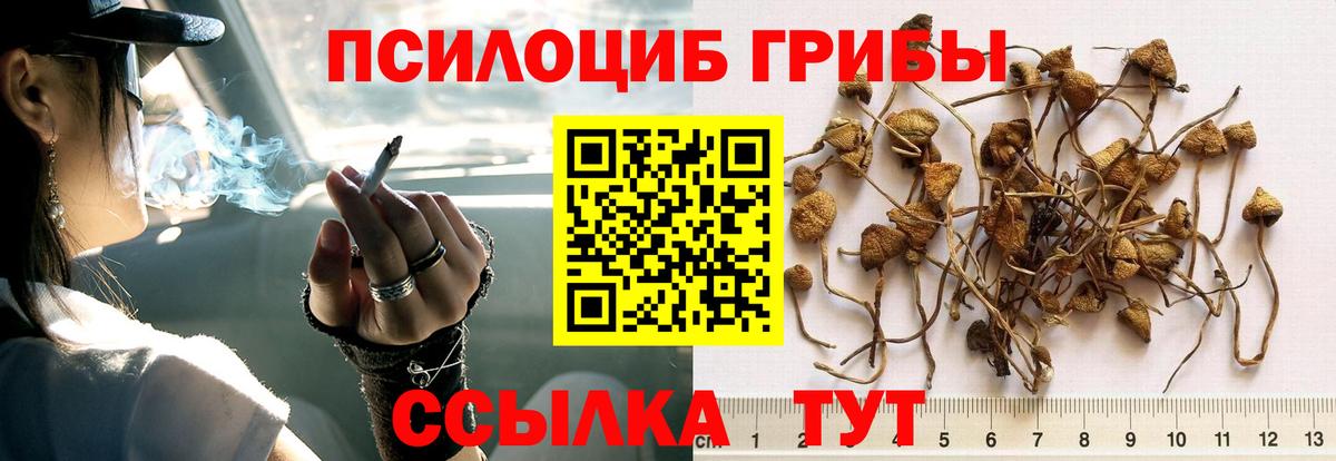 Псилоцибиновые грибы Psilocybe  Вход с VPN  Волжск 